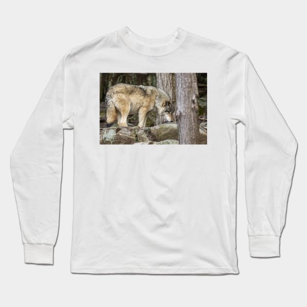 Eastern Gray Wolf Long Sleeve T-Shirt by jaydee1400